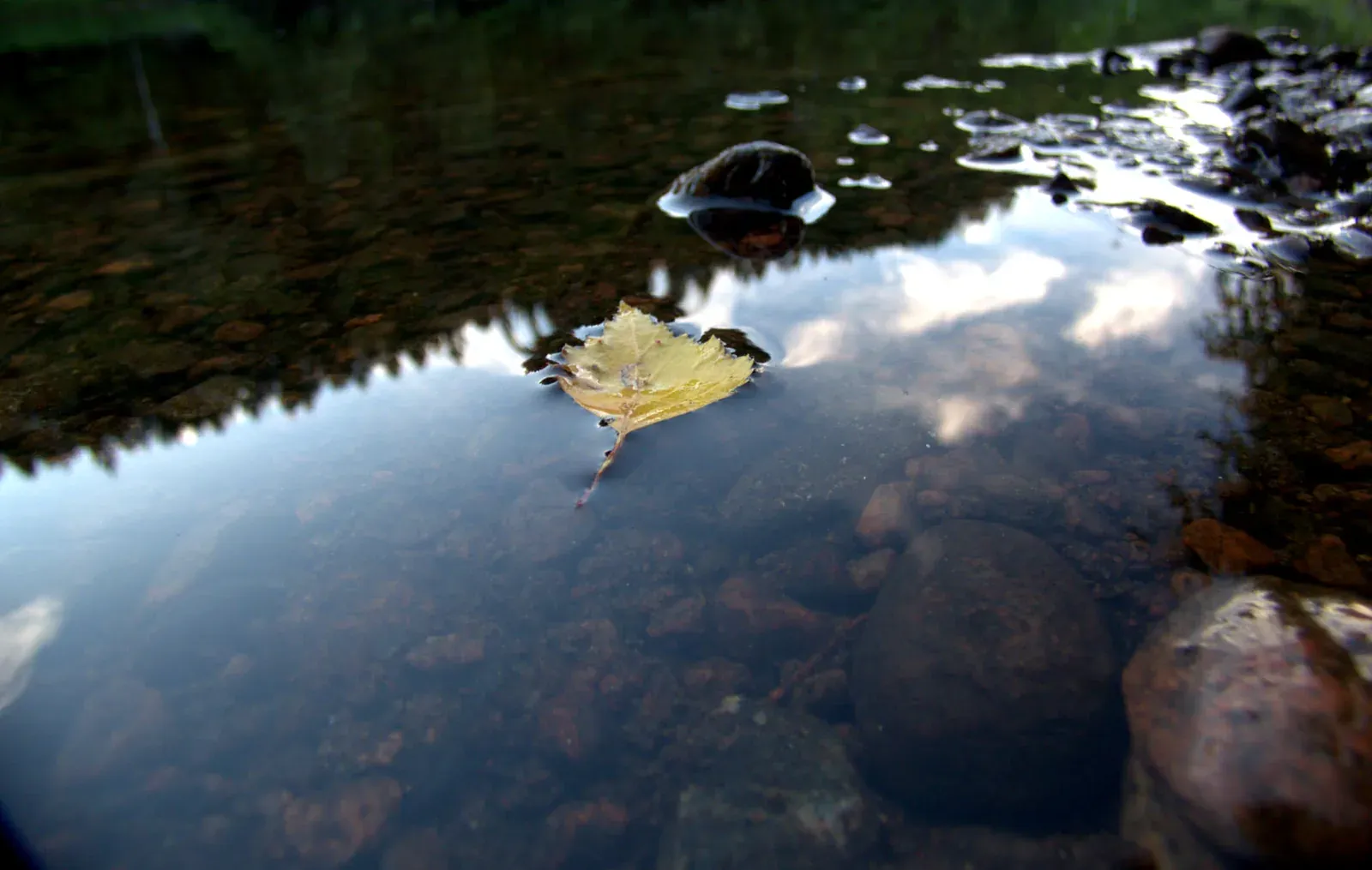 Une surface d’eau immobile vue de très près. Une feuille de bouleau jaune y flotte ; la cime des arbres s’y reflète en dents de scie, et les galets du fond se voient à travers l’eau claire.