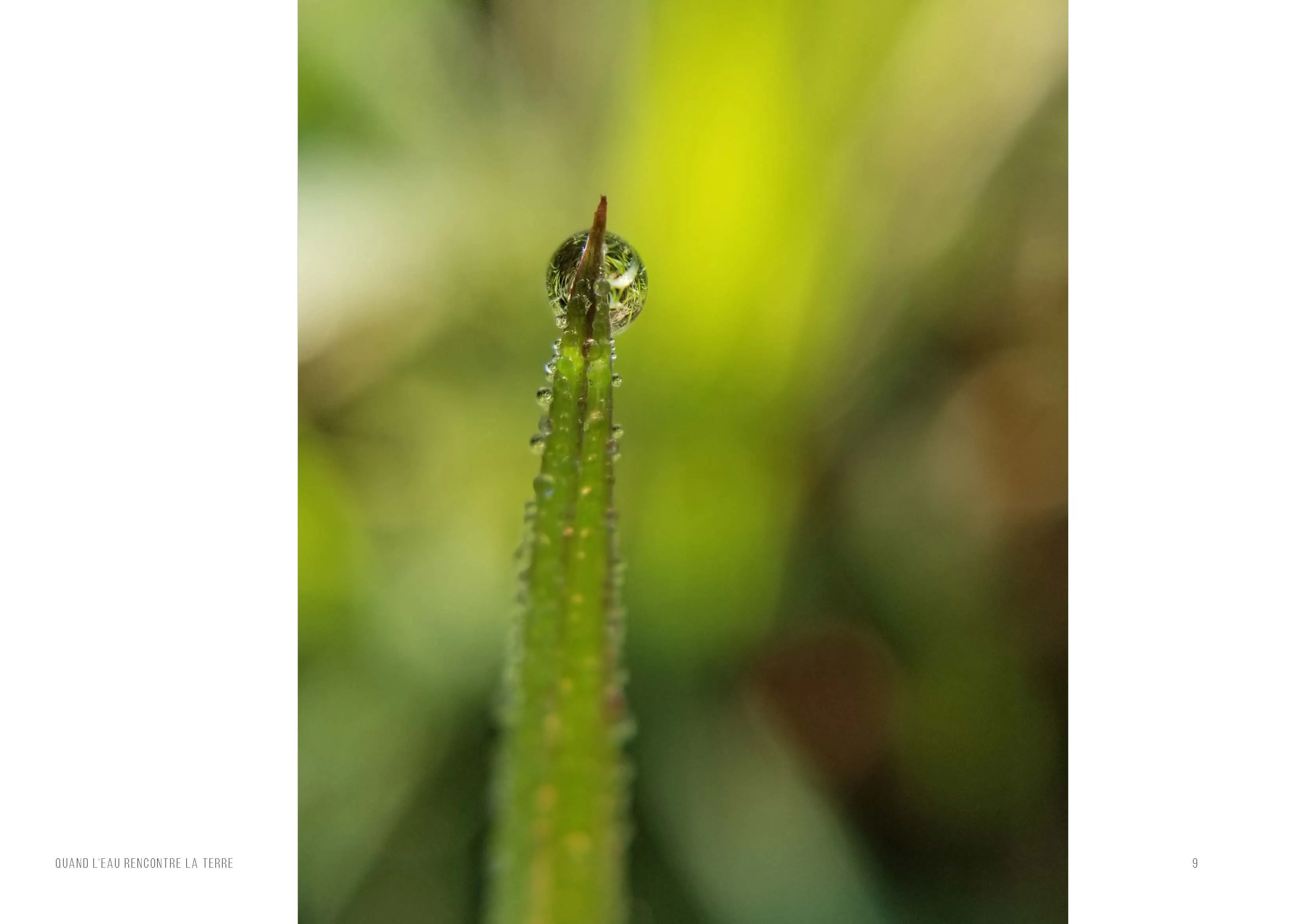 Une tige de graminée dressée seule, une goutte de rosée posée sur sa pointe, devant des herbes vertes et dorées hors du foyer.